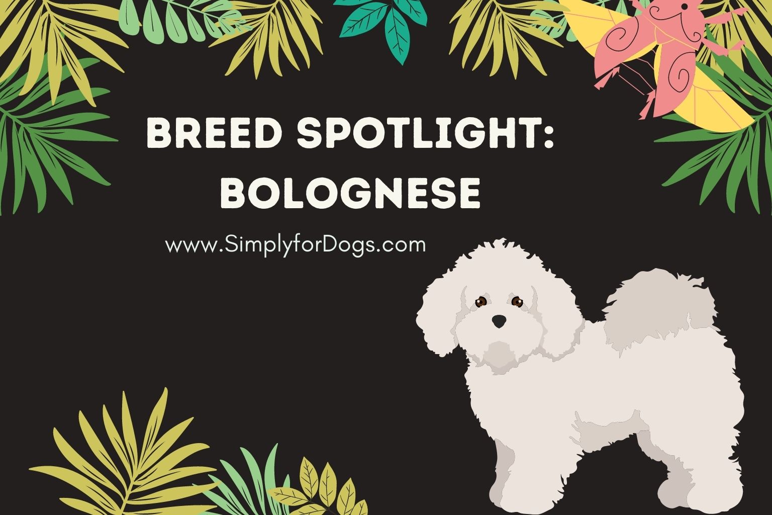 Breed Spotlight_ Bolognese