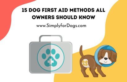 15 Dog First Aid Methods All Owners Should Know