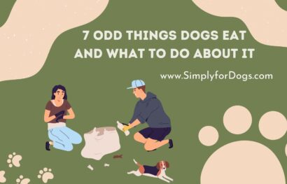 7 Odd Things Dogs Eat and What to Do About It