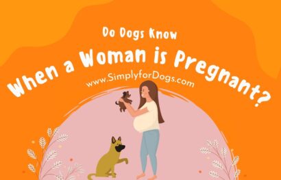 Do Dogs Know When a Woman is Pregnant_