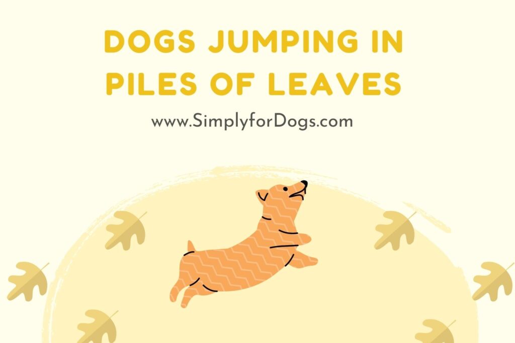 Dogs Jumping in Piles of Leaves (Are They Happy?) Simply For Dogs