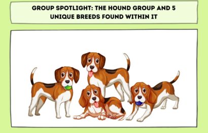 Group Spotlight_ The Hound Group and 5 Unique Breeds Found Within It