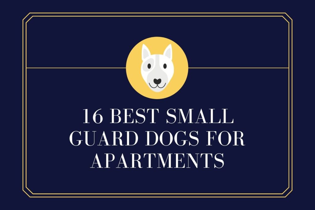 16-best-small-guard-dogs-for-apartments-pet-guide-simply-for-dogs