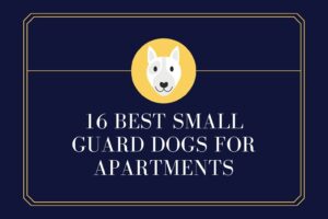 16 Best Small Guard Dogs for Apartments