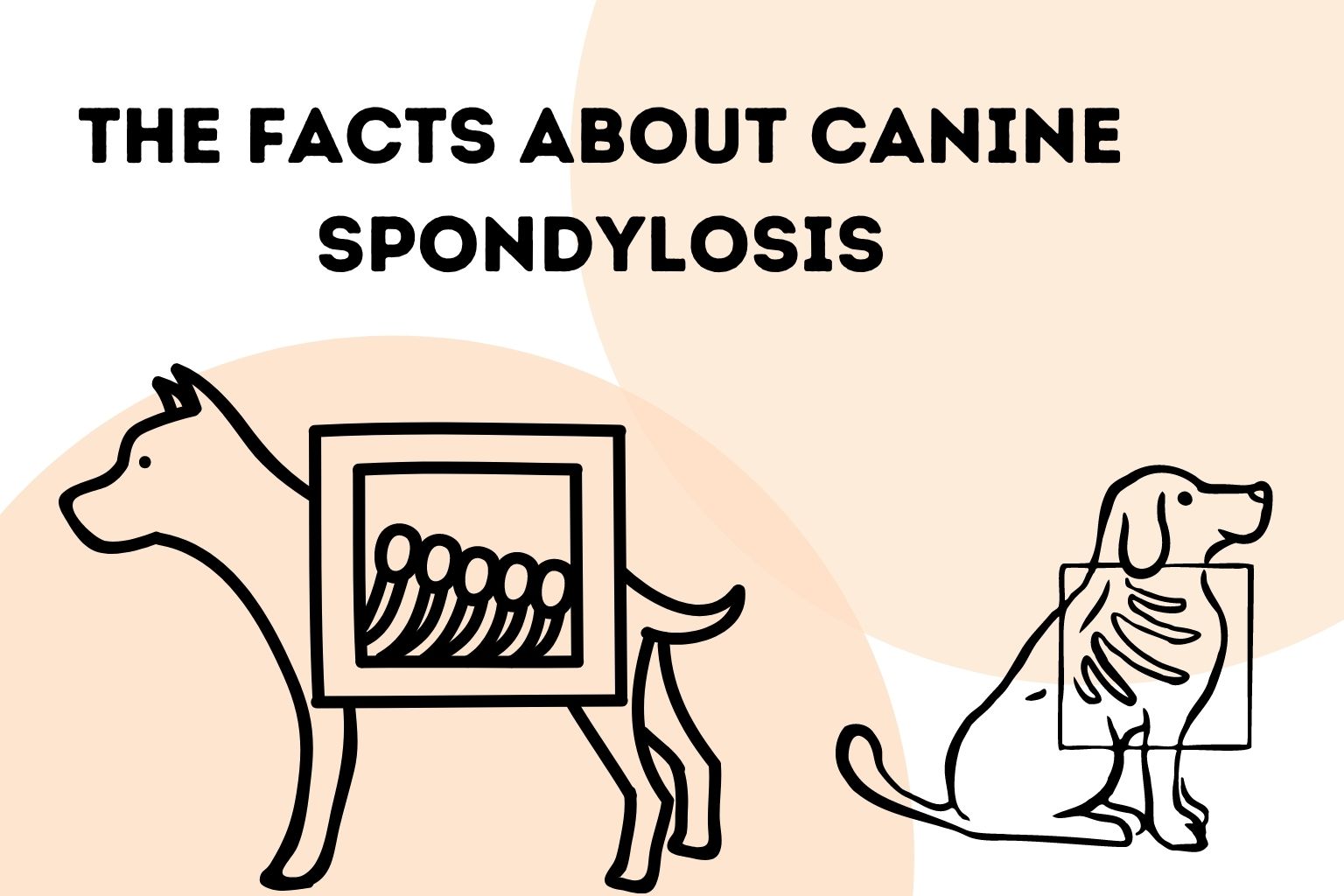 The Facts About Canine Spondylosis