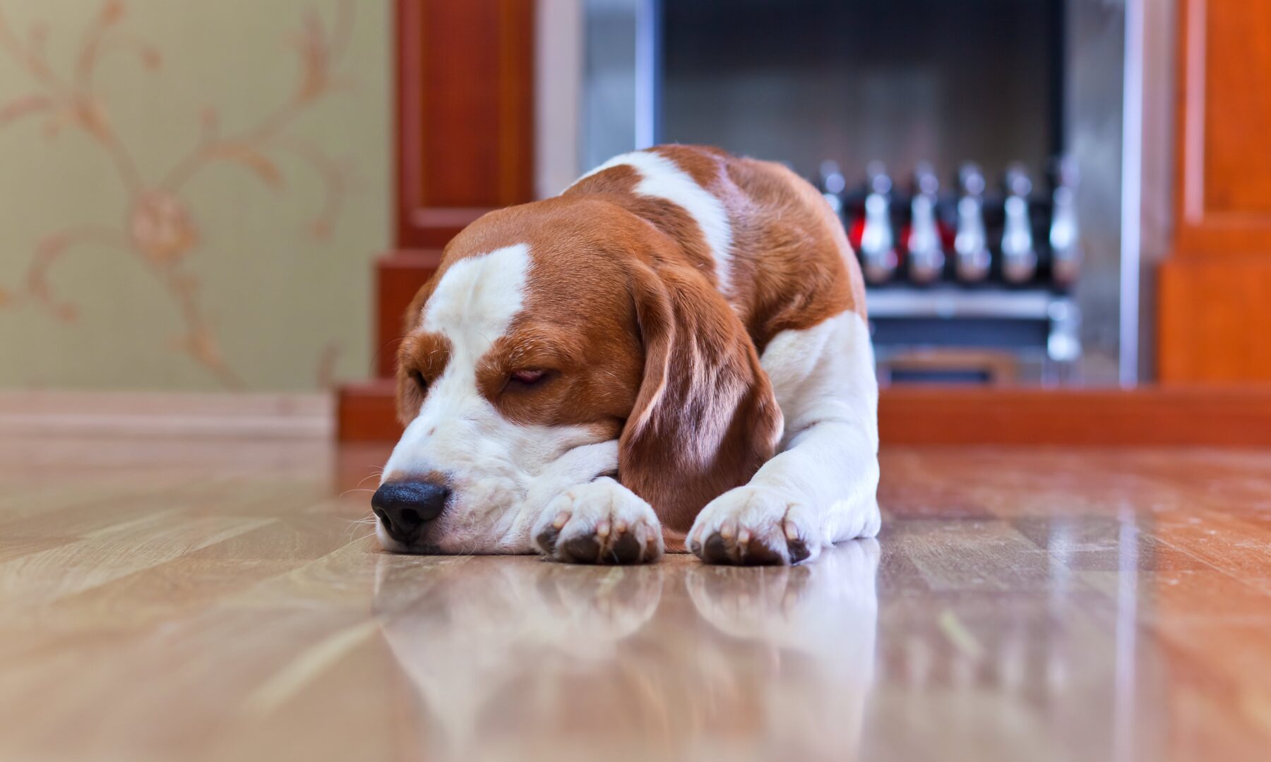 symptoms of caffeine overdose in dogs