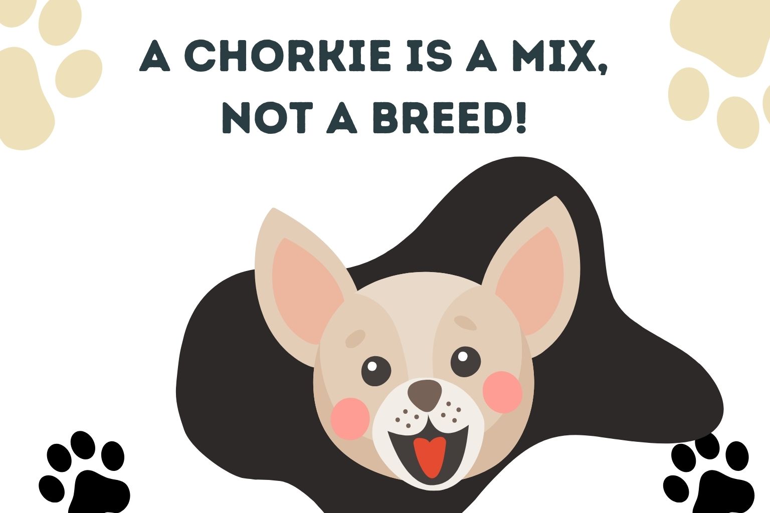 A Chorkie is a Mix, Not a Breed!