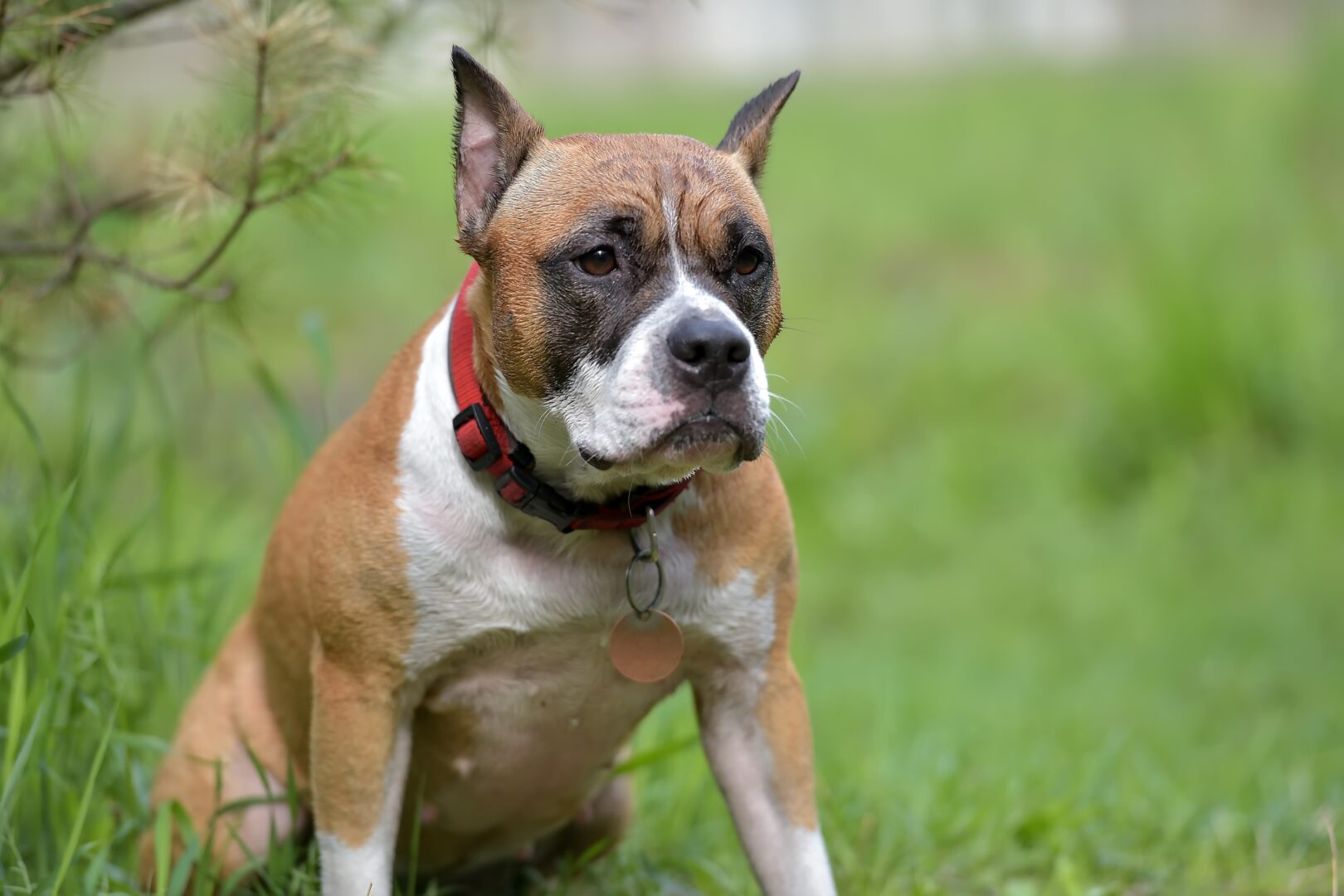 American Staffordshire terrier