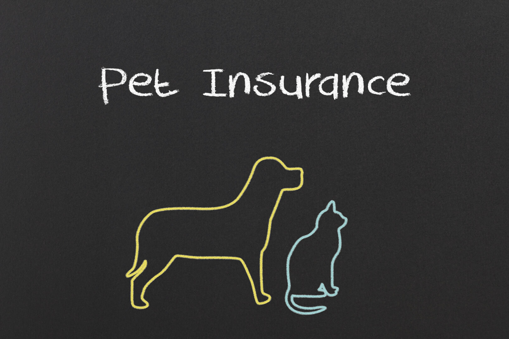 Pet Insurance