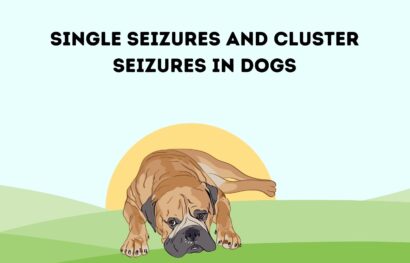 Single Seizures and Cluster Seizures in Dogs