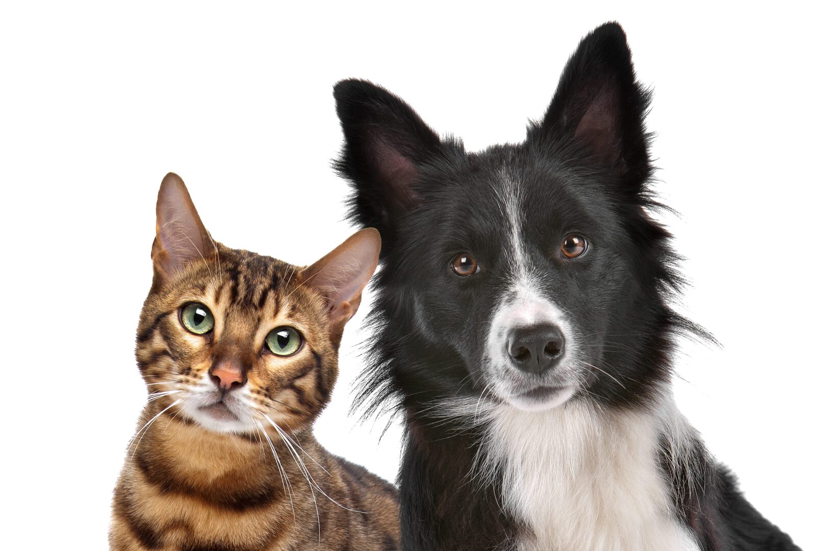 Cats & Dogs Statistics