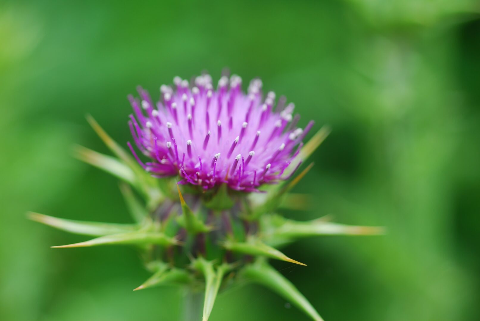 Milk Thistle