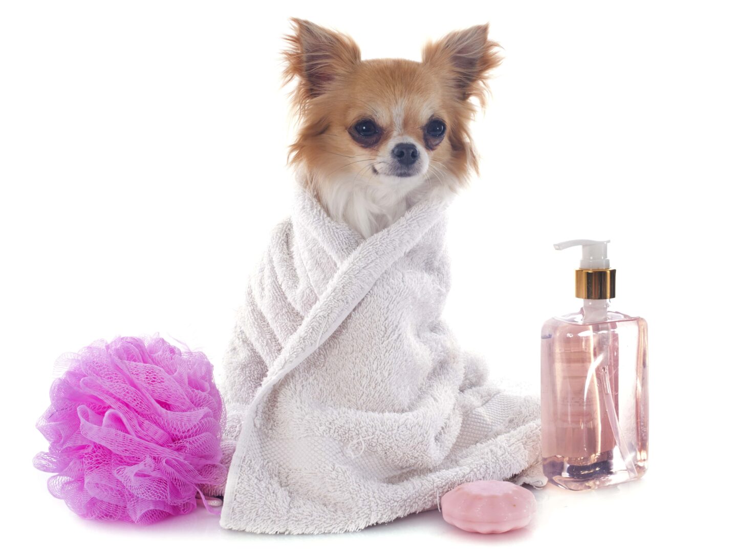 Homemade Dog Shampoo Recipes