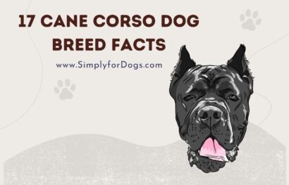 17 Cane Corso Dog Breed Facts