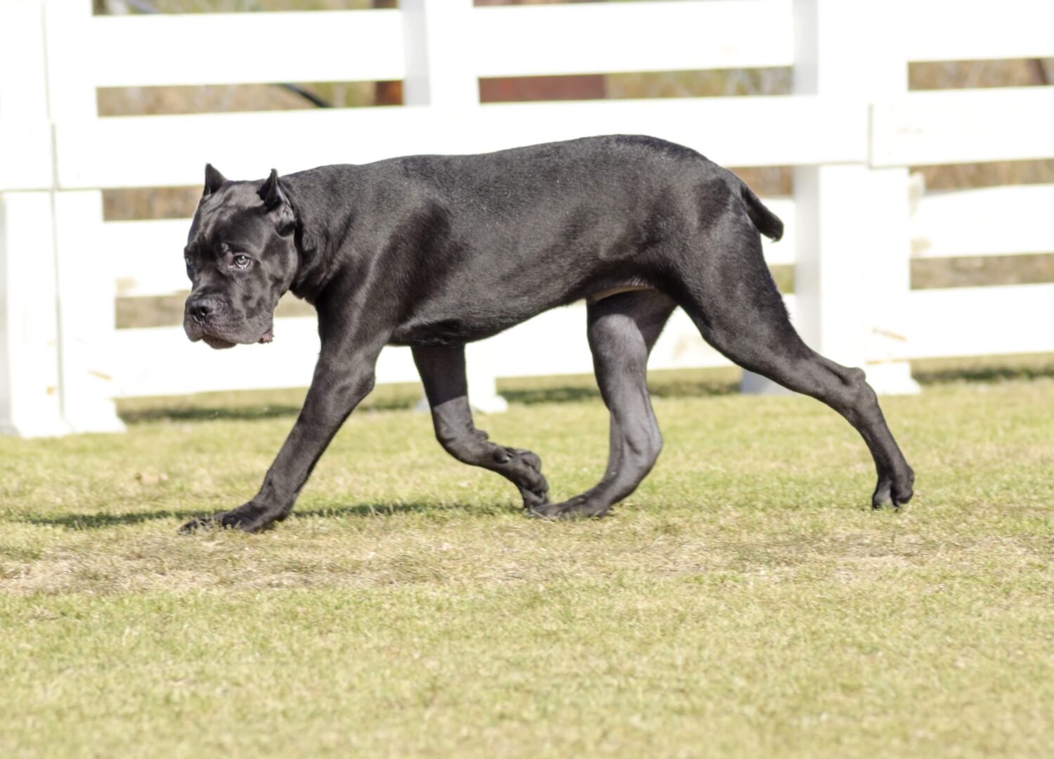 17 Cane Corso Dog Breed Facts Simply For Dogs