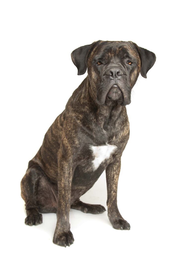 Cane Corso