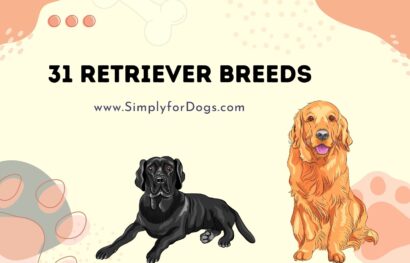 31 Retriever Breeds