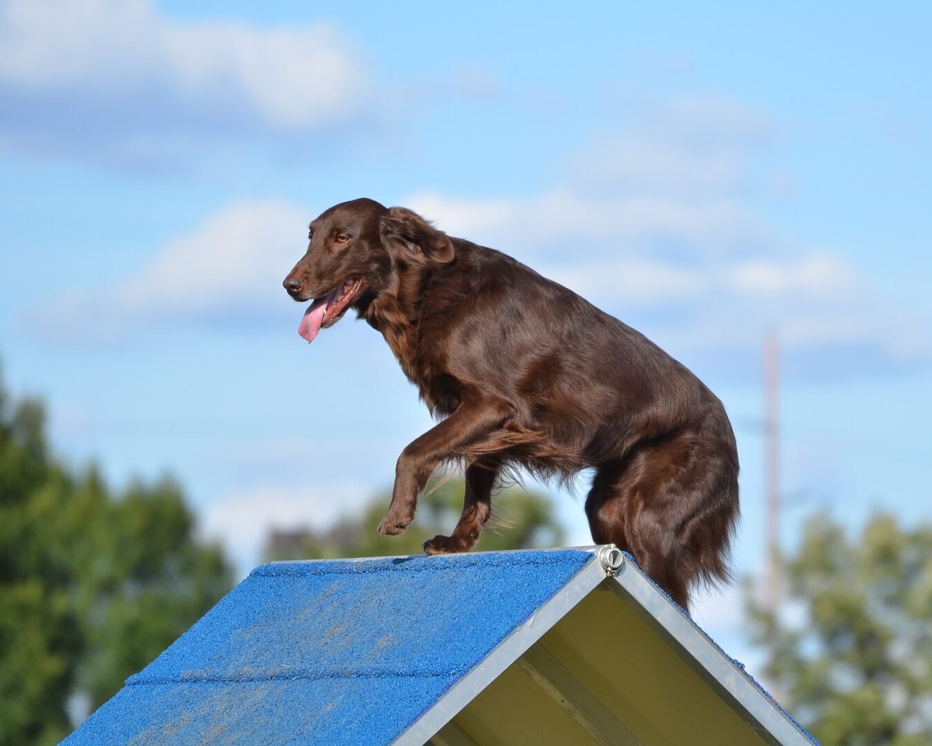 Flat-Coated Retriever