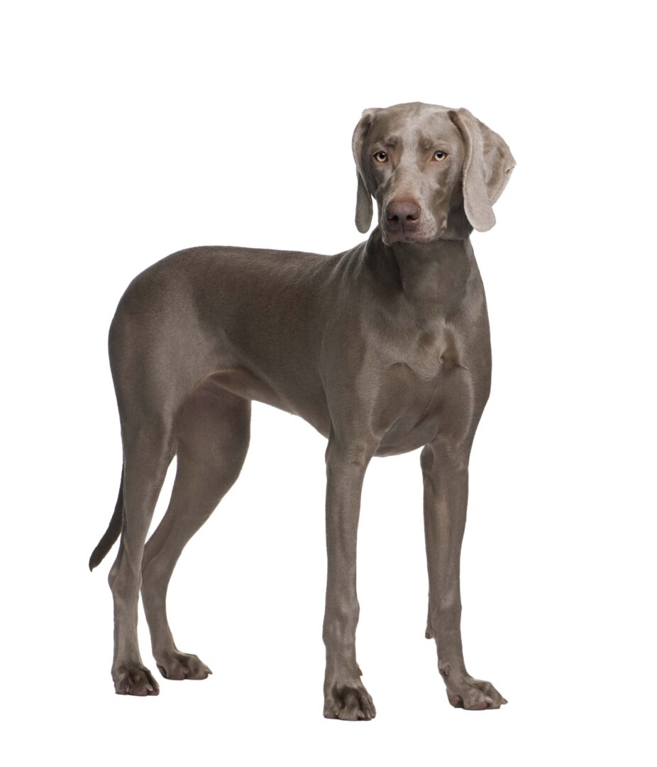 Weimaraner