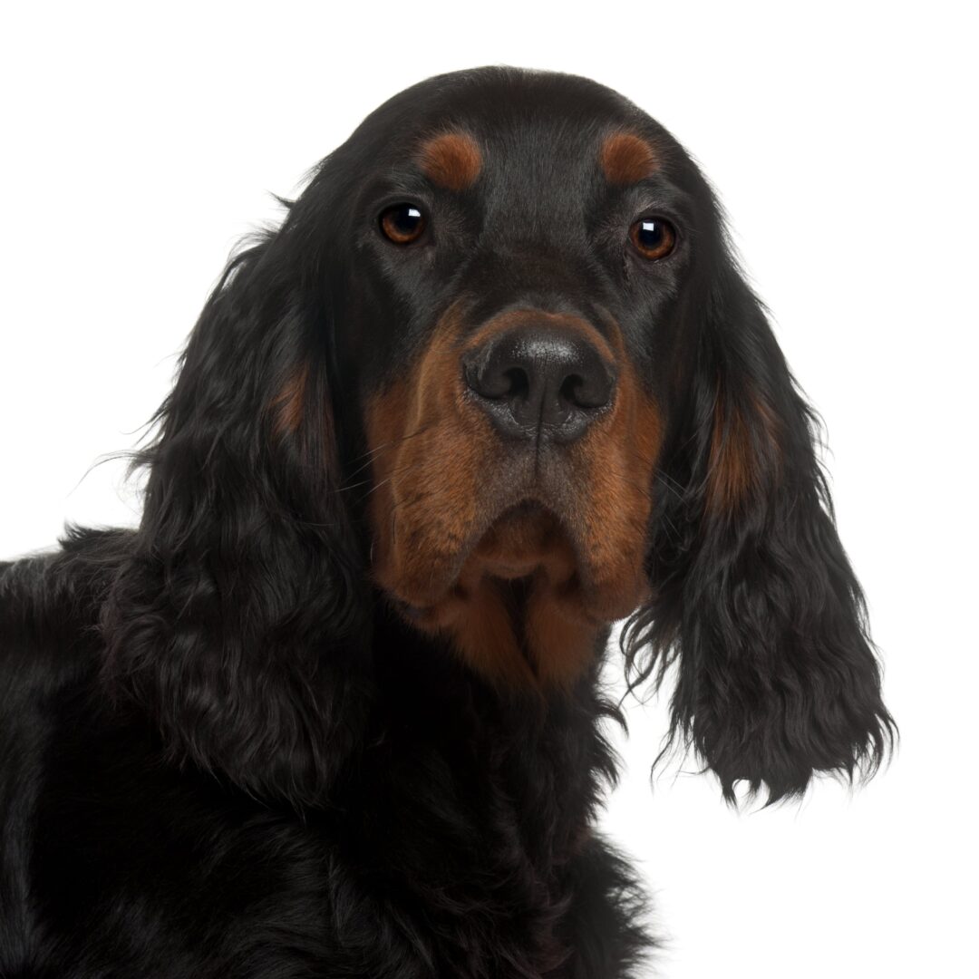 Gordon Setter