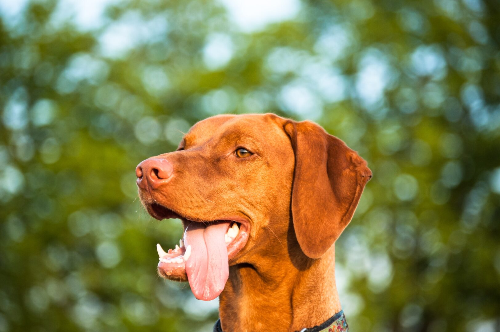 Vizsla