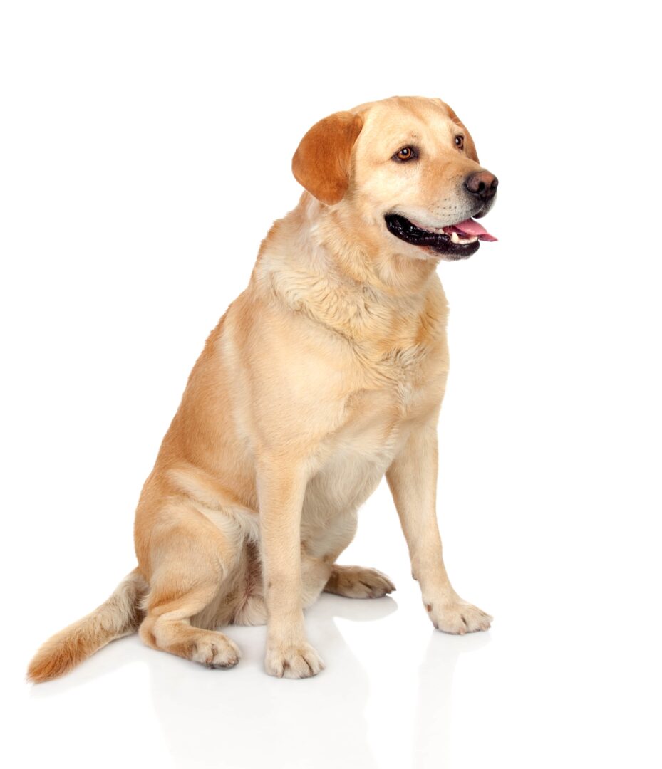 Labrador Retriever