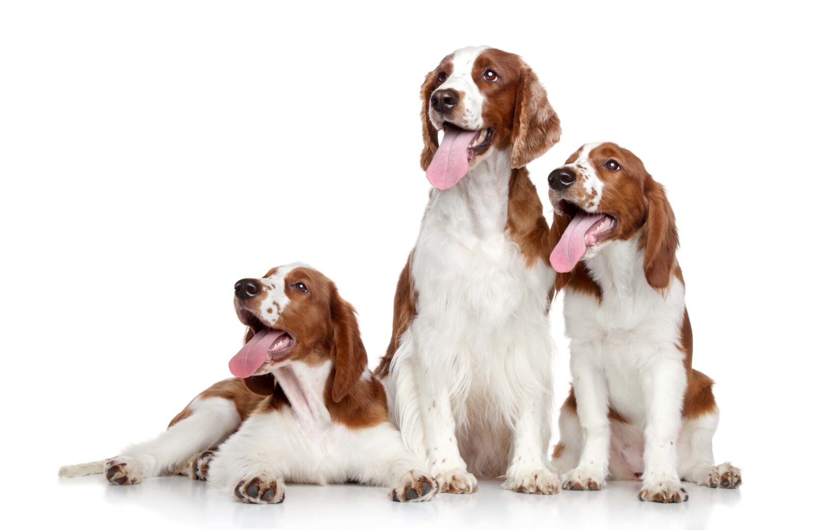 Welsh Springer Spaniel