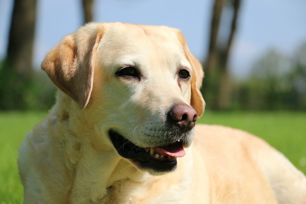 31 Retriever Breeds - Simply For Dogs