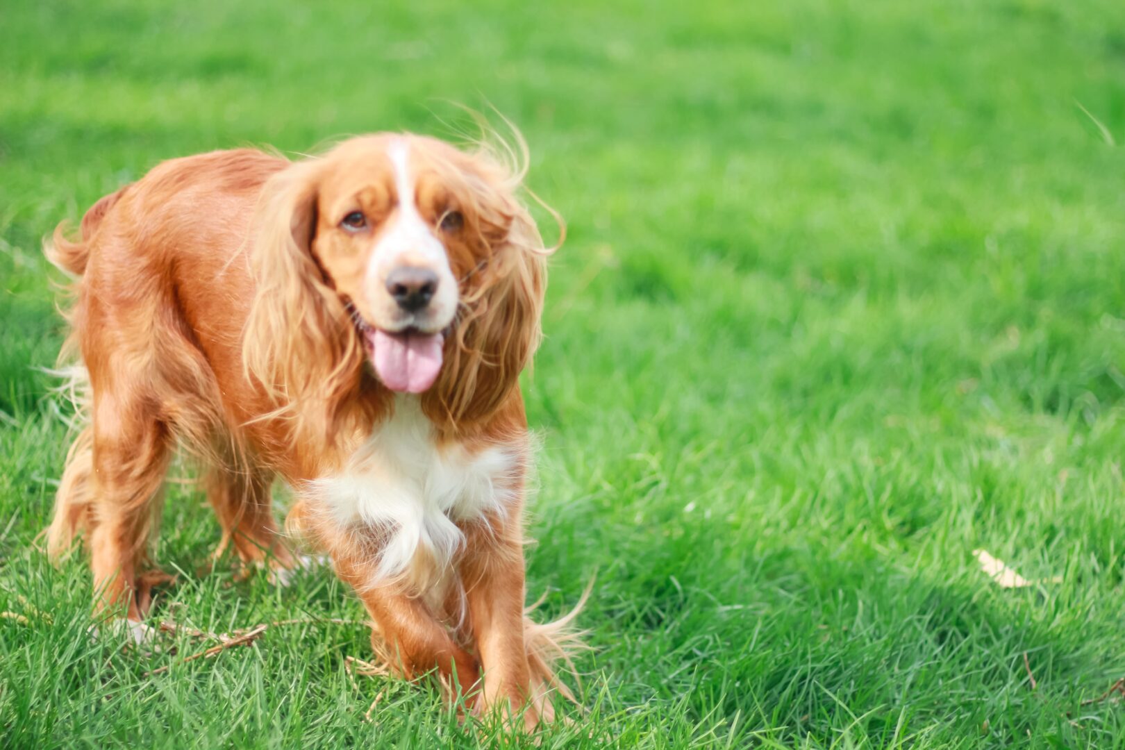 Cocker Spaniel