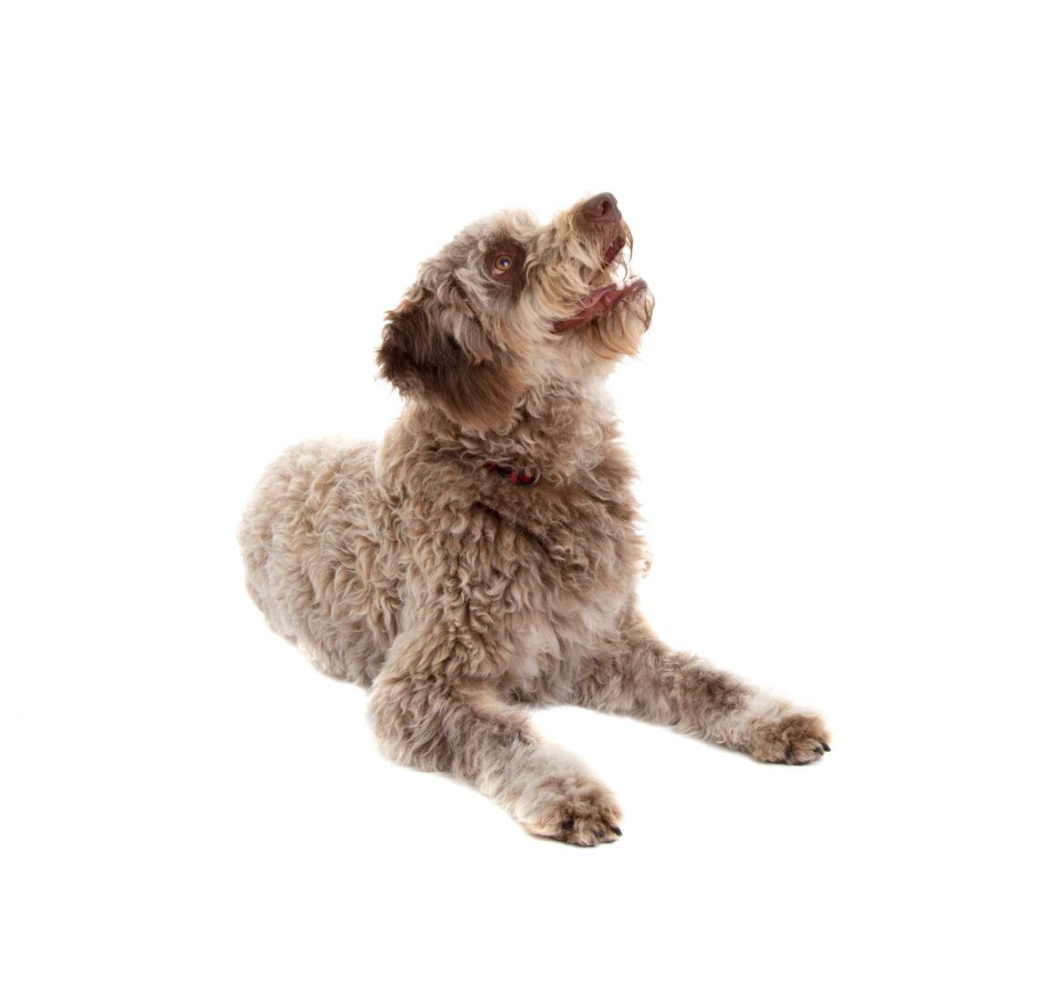 Lagotto Romagnolo