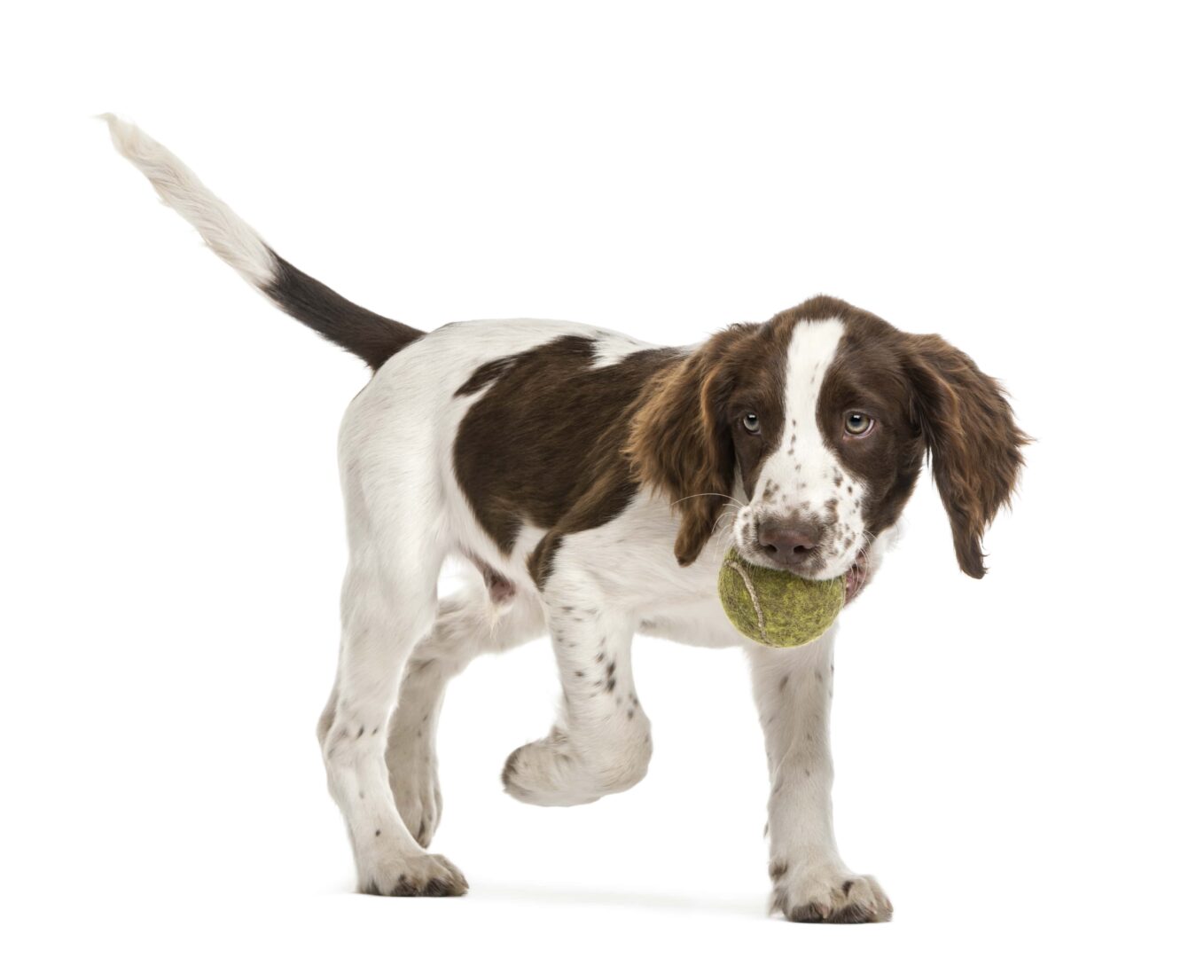 English Springer Spaniel