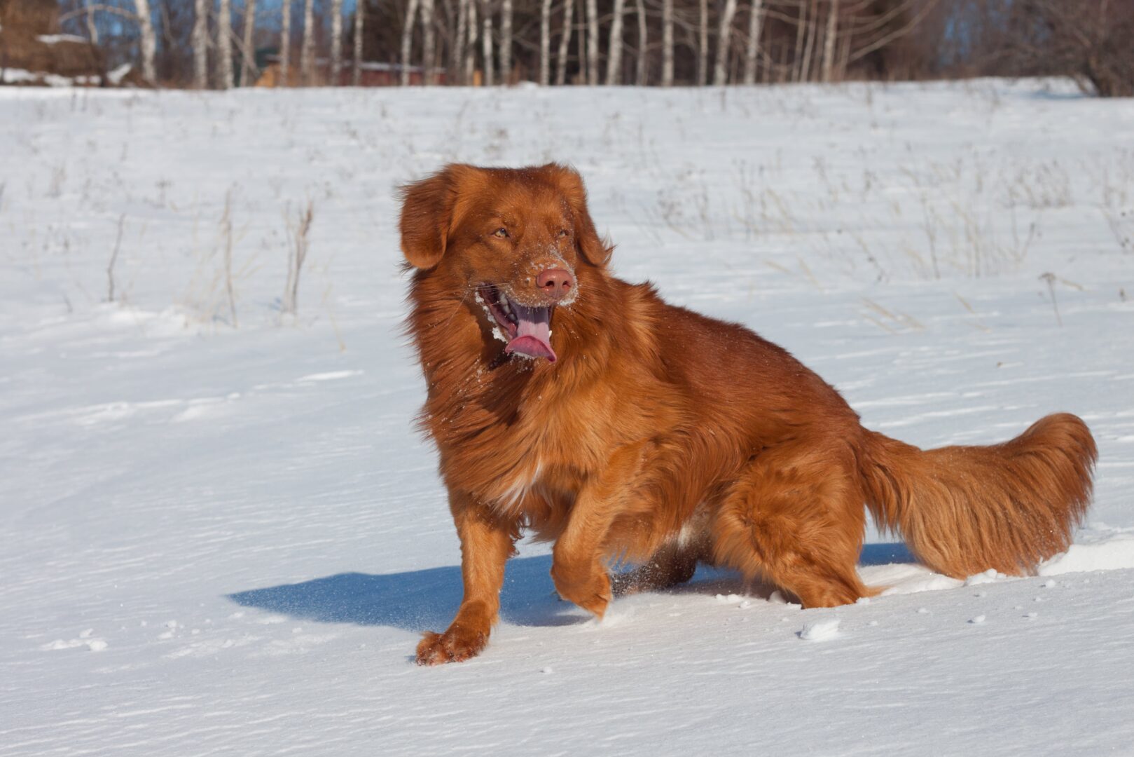 Nova Scotia Duck Tolling Retriever