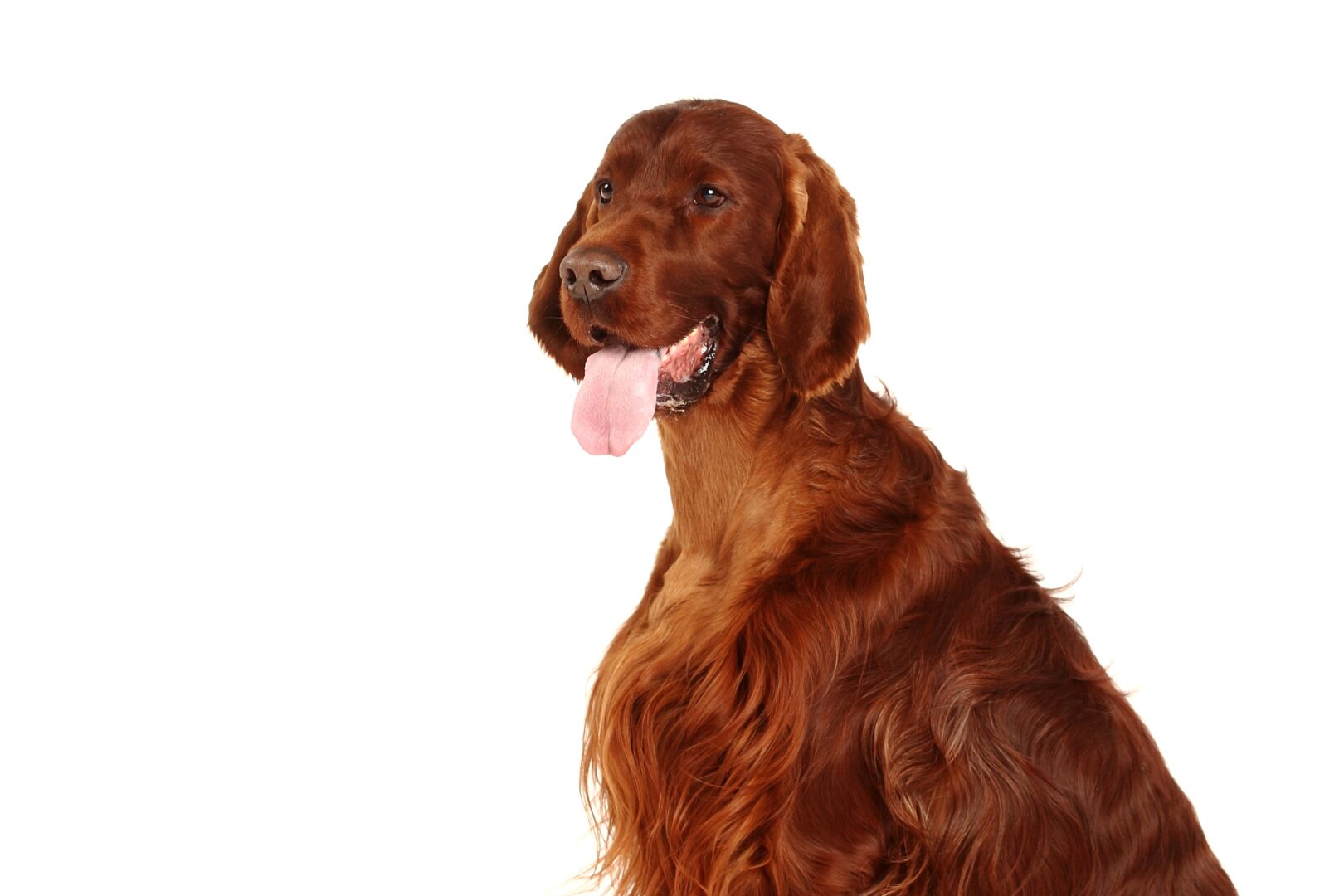 Irish Red and White Setter