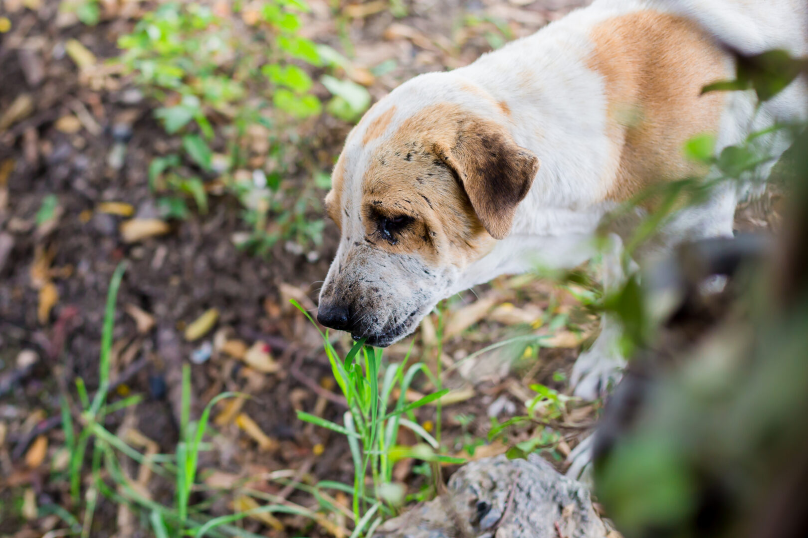 Why Do Dogs Eat Grass (Video) Simply For Dogs