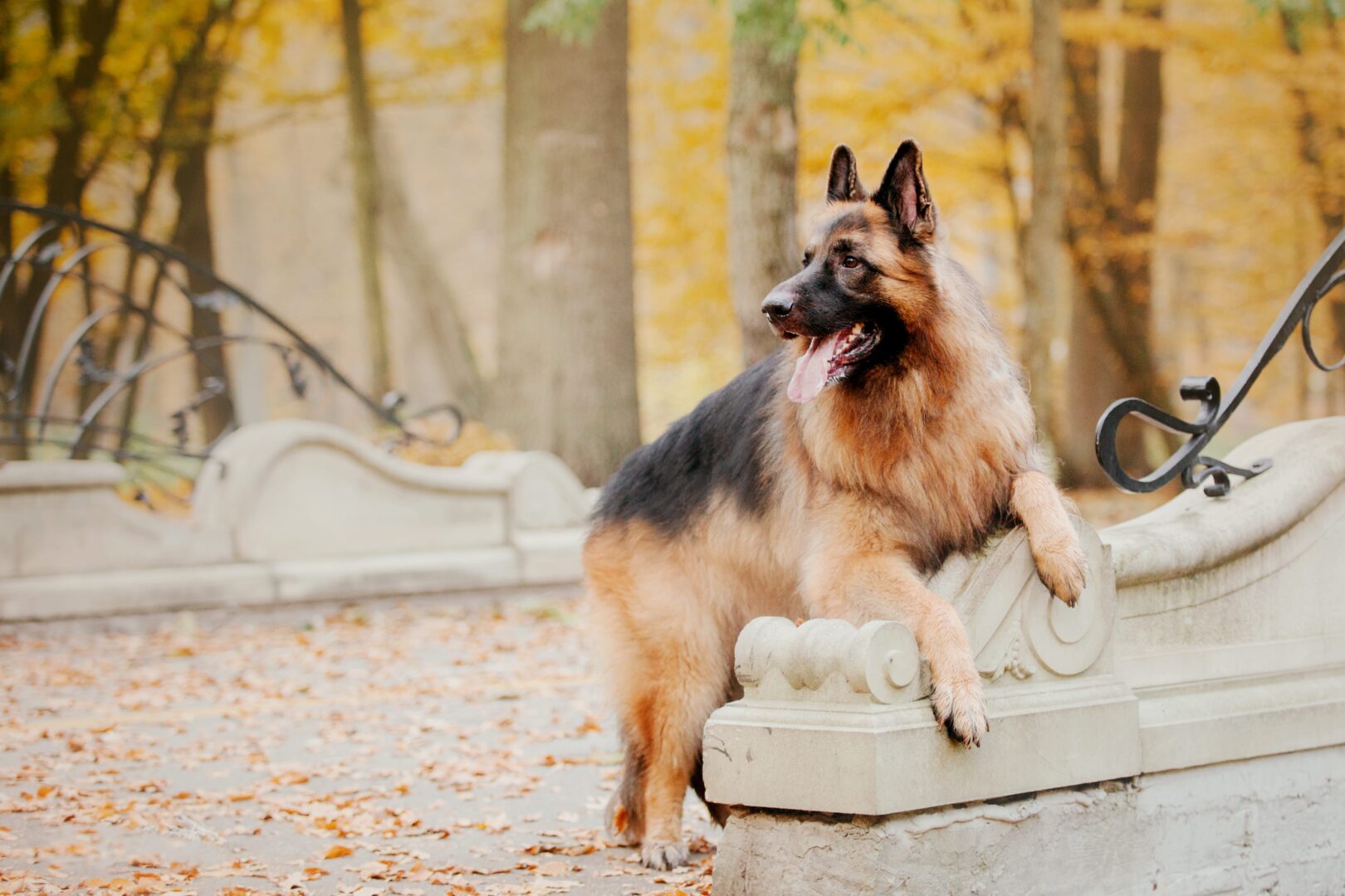 11 German Shepherd Colors Simply For Dogs