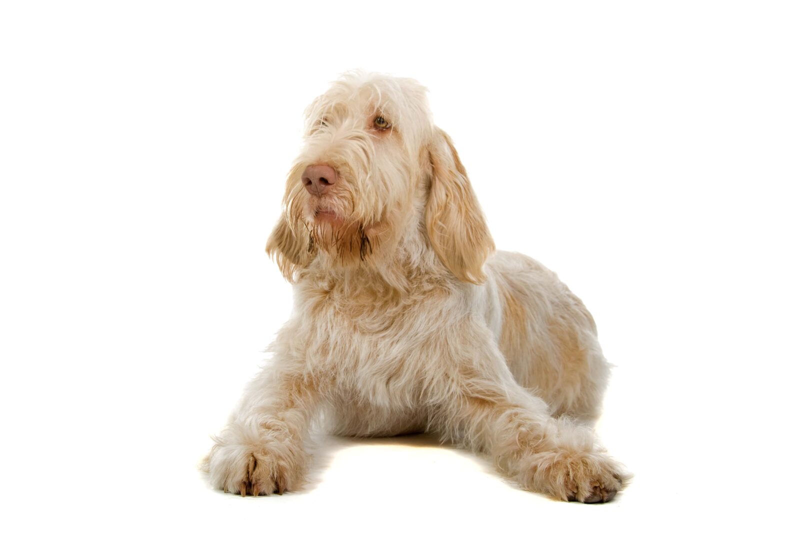 Spinone Italiano