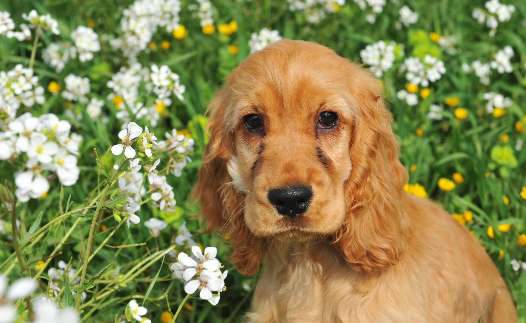 Field Spaniel