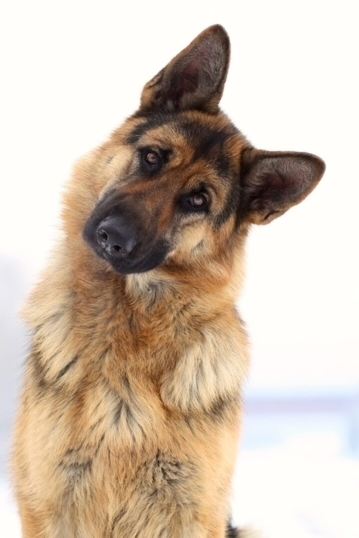 11 German Shepherd Colors - Simply For Dogs