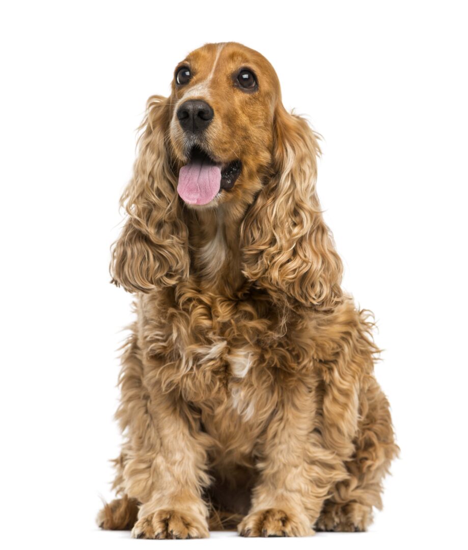 English Cocker Spaniel