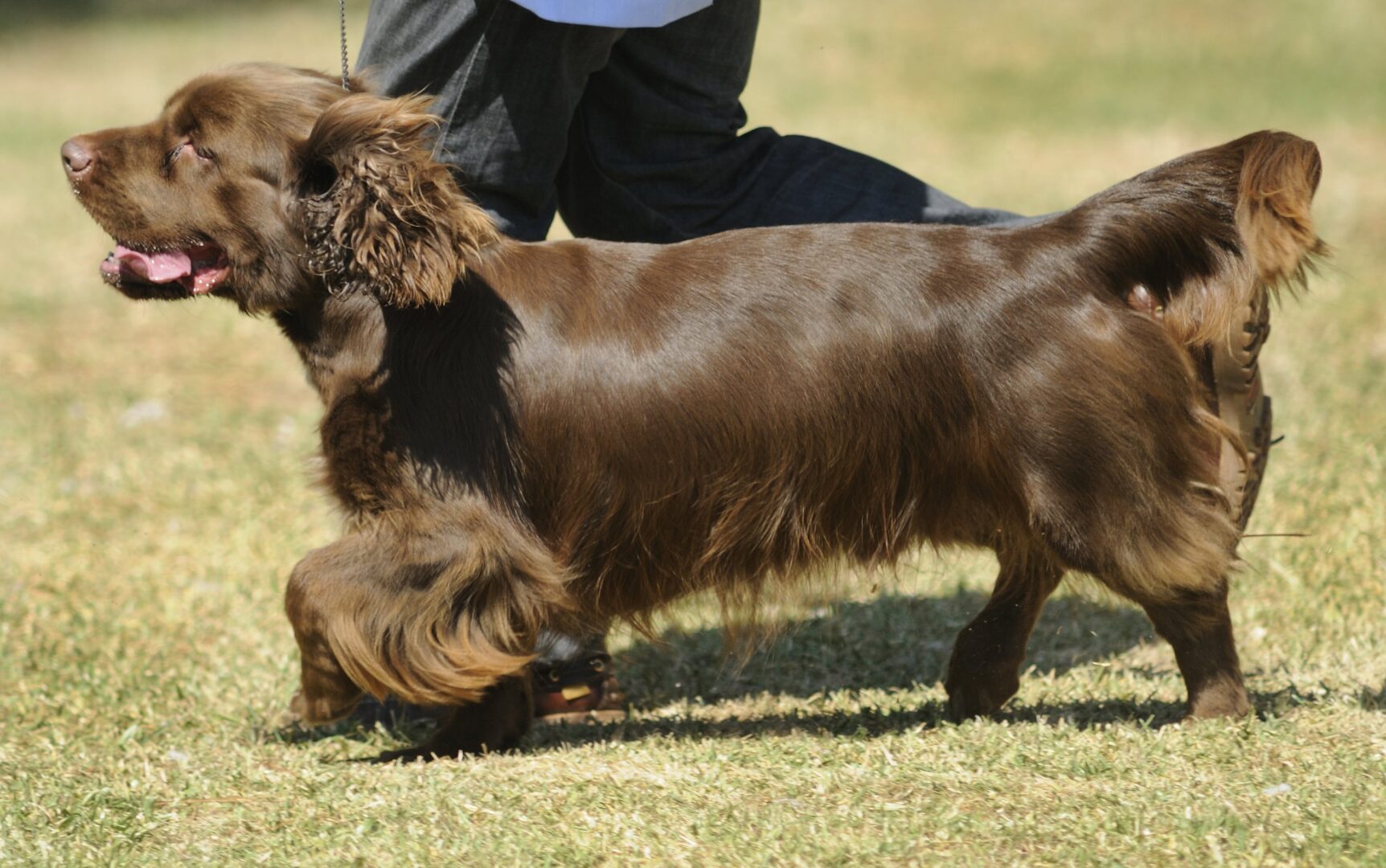 Sussex Spaniel