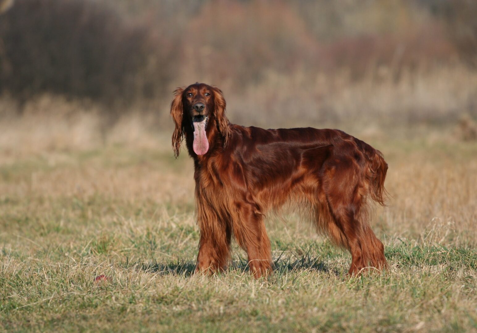 Irish Setter