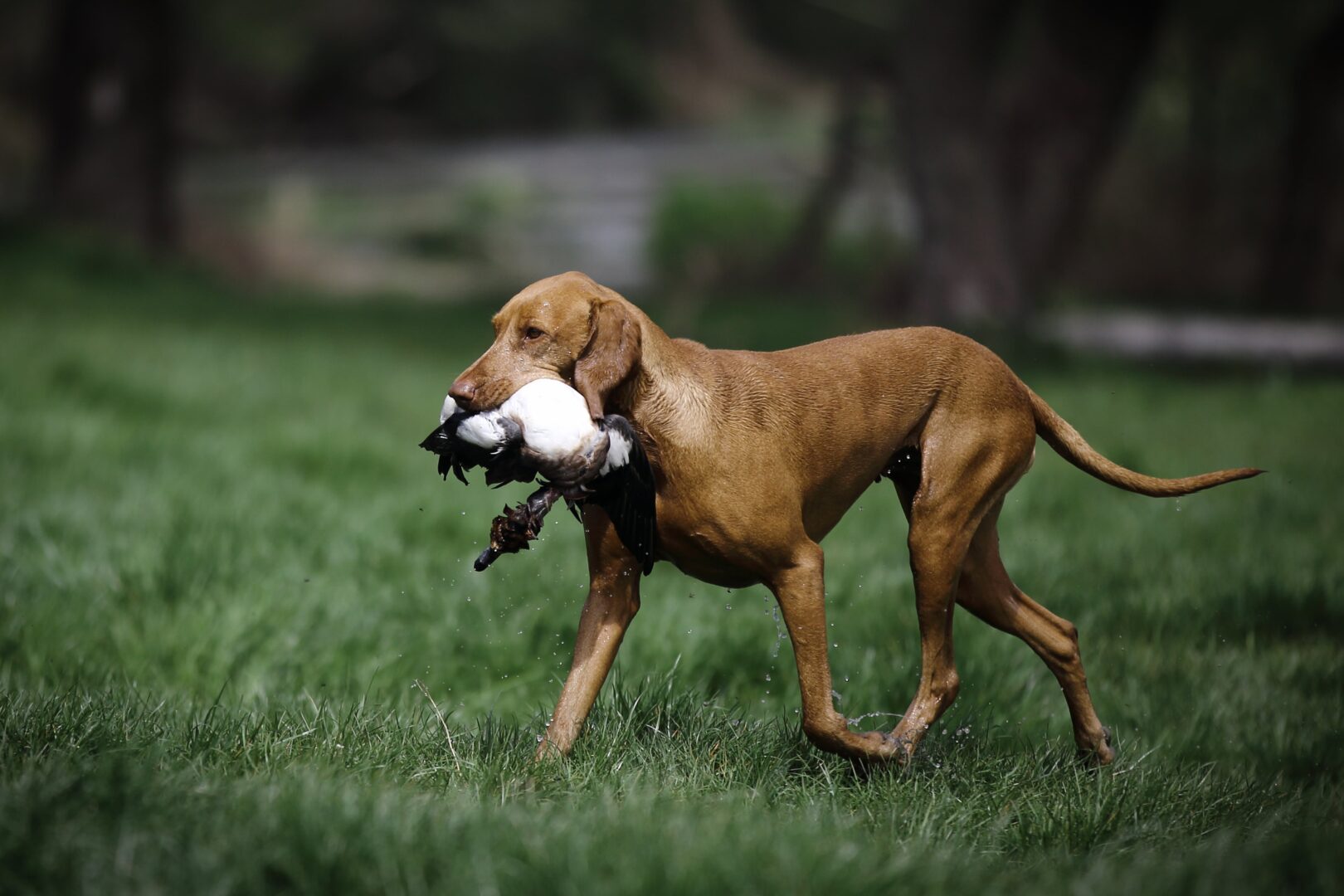 Wirehaired Vizsla