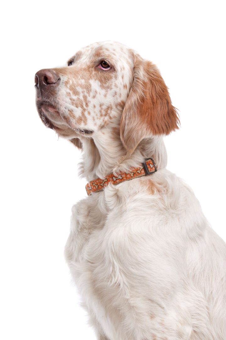 English Setter