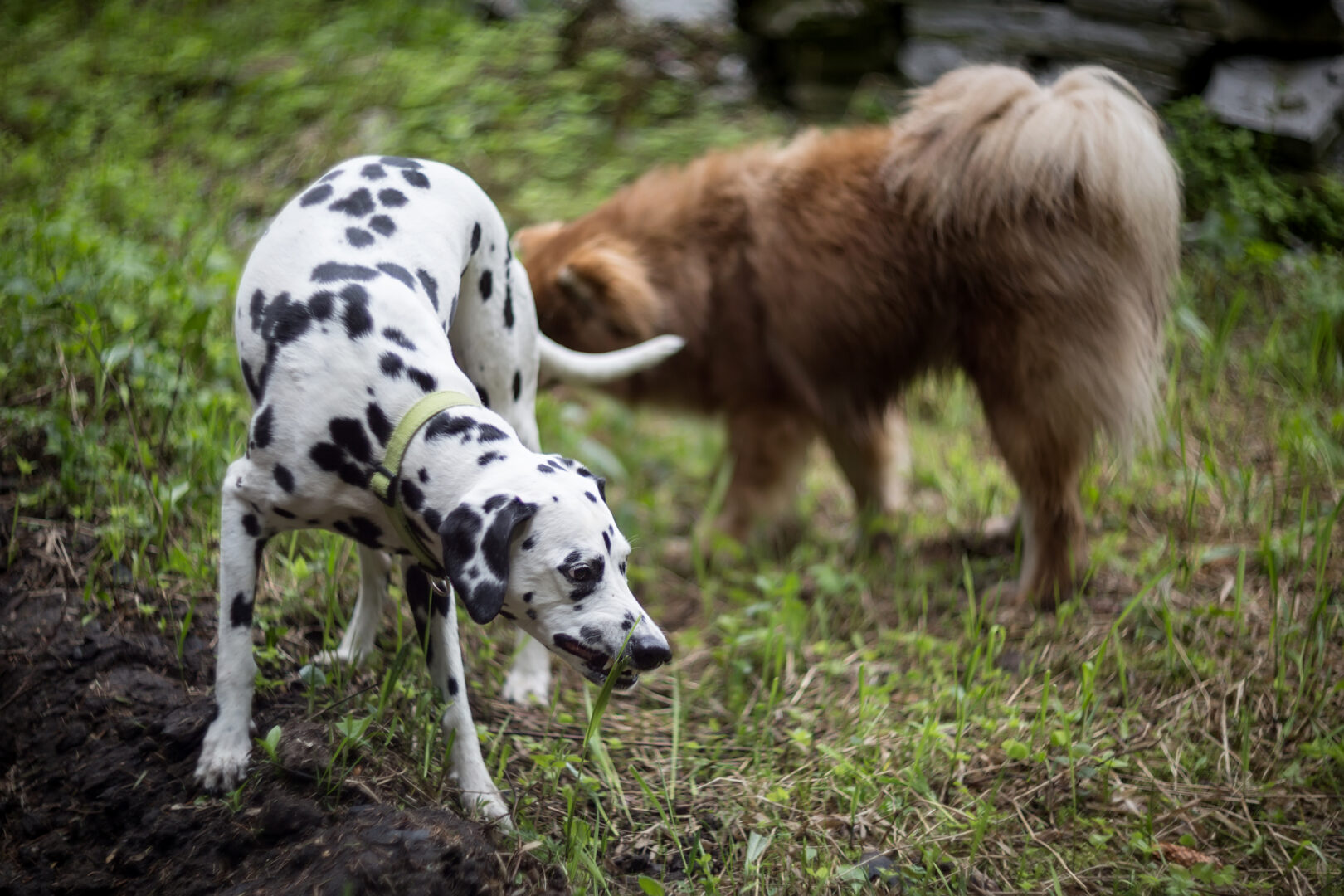 Dogs Eat Grass