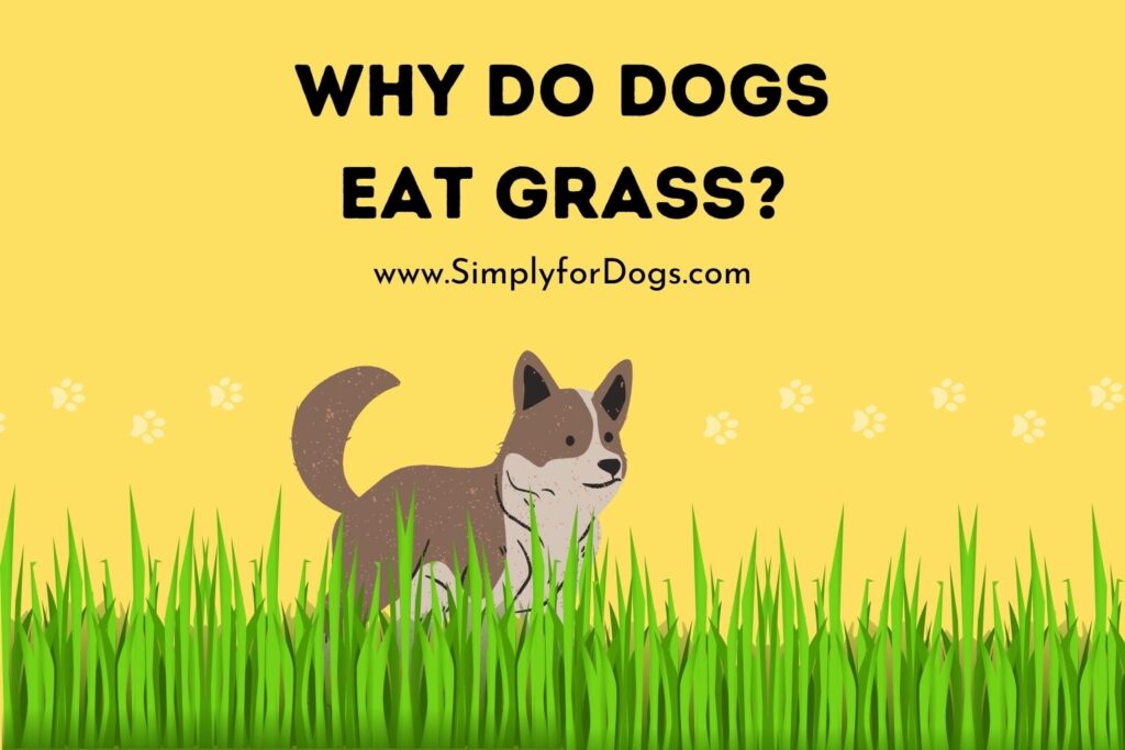 why-do-dogs-eat-grass-why-when-simply-for-dogs