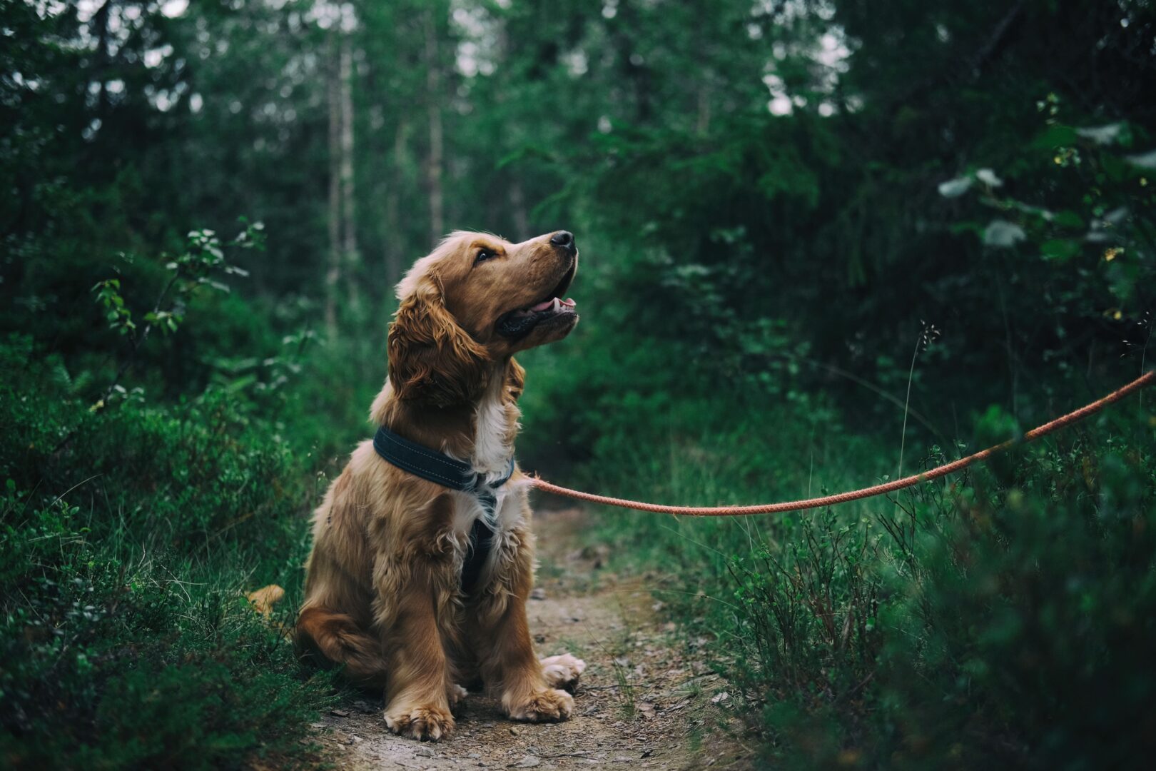 Boykin Spaniel