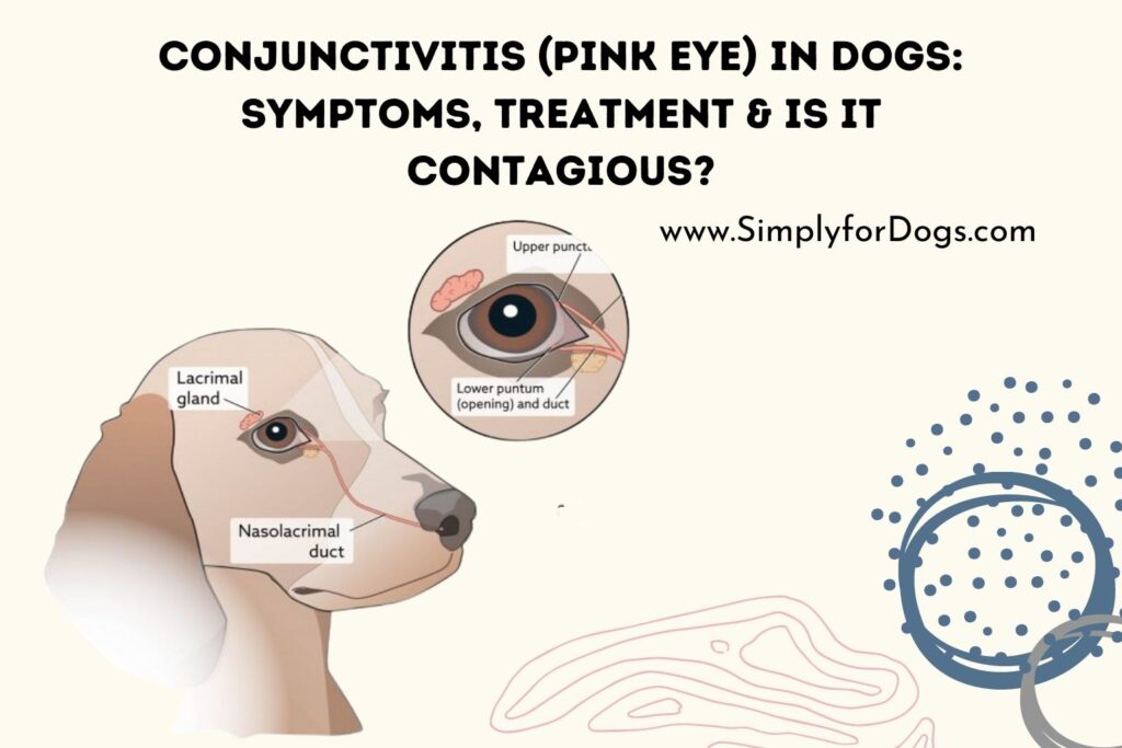 conjunctivitis-pink-eye-in-dogs-reasons-treatment-simply-for-dogs