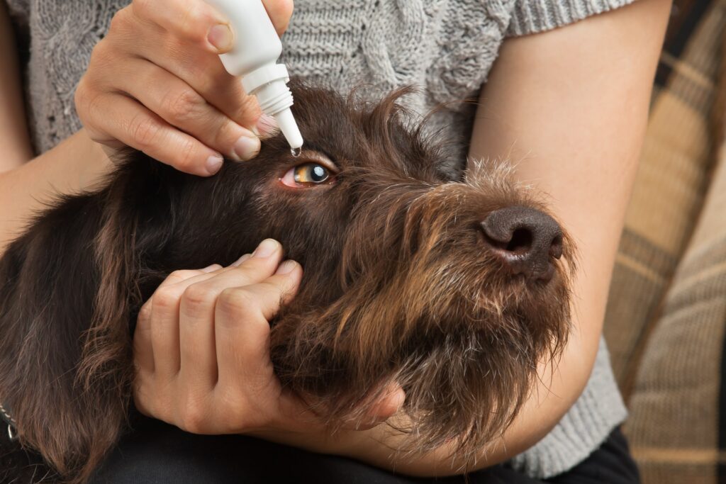 Conjunctivitis (Pink Eye) in Dogs Symptoms, Treatment & Is it Contagious? Simply For Dogs