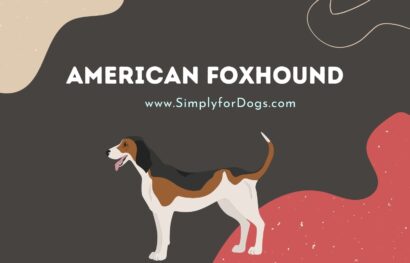 American Foxhound