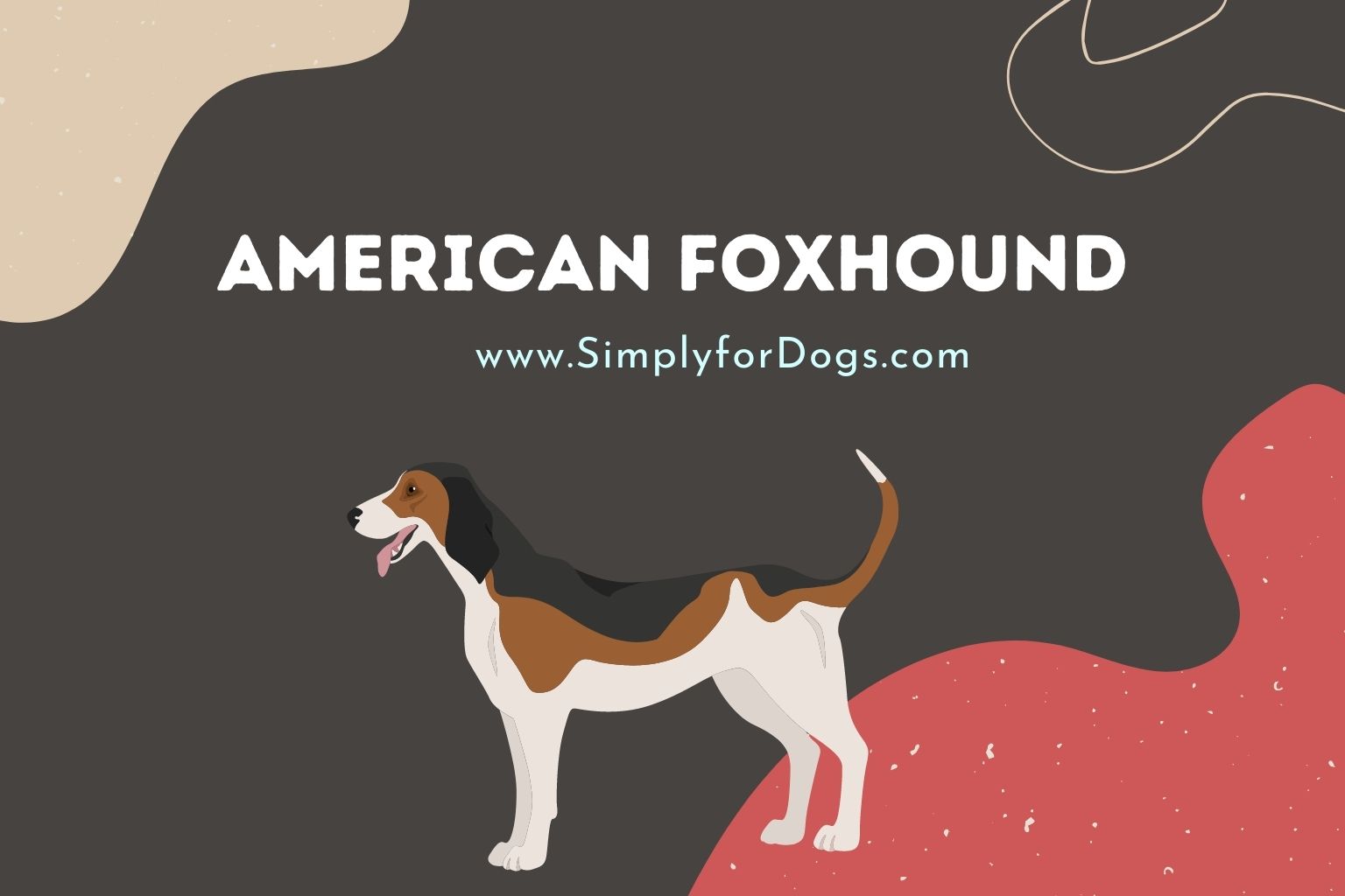 American Foxhound